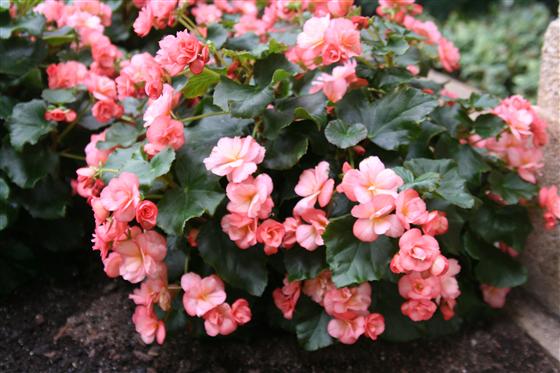 B. ‘Emily Clibran’